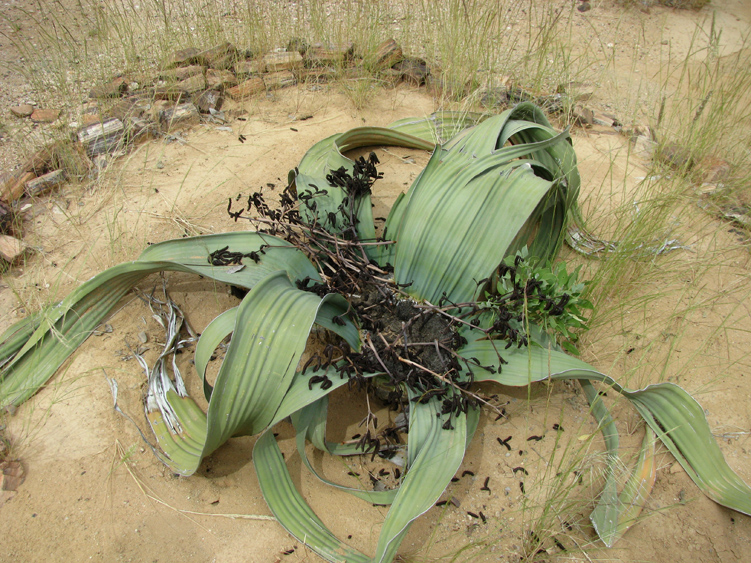 12    maennlich welwitschia.jpg